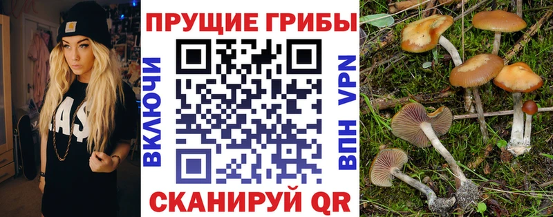 Псилоцибиновые грибы Psilocybe  наркотики  omg   Морозовск 